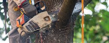 Professional Tree Care in Delft Colony, CA