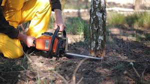 Best Tree Risk Assessment  in Delft Colony, CA