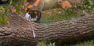 How Our Tree Care Process Works  in  Delft Colony, CA