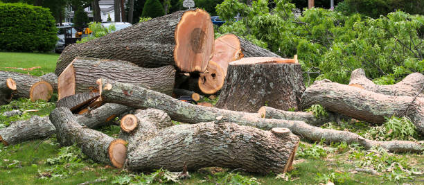 Best Commercial Tree Services  in Delft Colony, CA