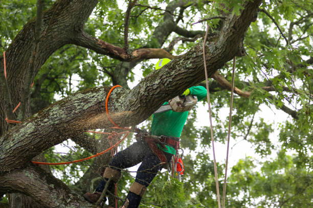 Best Root Management and Removal  in Delft Colony, CA