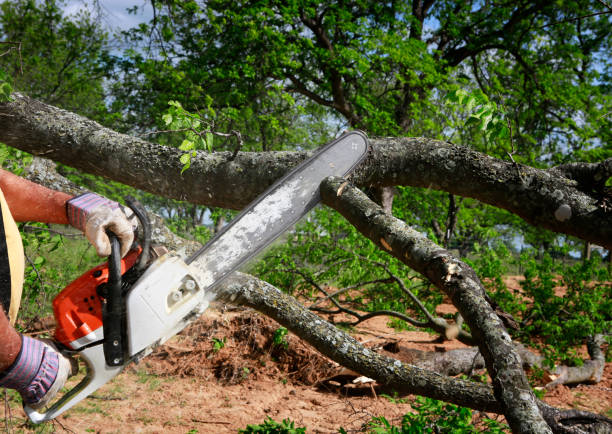 Best Lot and Land Clearing  in Delft Colony, CA